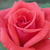 Rouge - Rosiers à grandes fleurs - floribunda - Rosalynn Carter